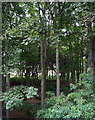 Deciduous woodland beside the A90