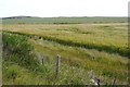 Barley, Wet Fold