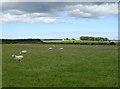 Sheep grazing near Torterston