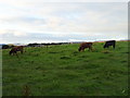 Cattle, Whitehill