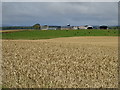 Cereal crop near Whitefields