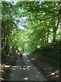 Woodland road west of Bradford Peverell