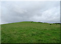 Hillside grazing, Gallows Hill