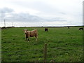 Cattle near Kirton Farm