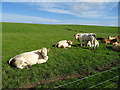 Cattle, Alehousehill