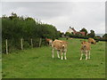 ST4254 : Cattle near Axbridge by Malc McDonald