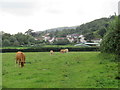 ST4254 : Cattle grazing near Axbridge by Malc McDonald