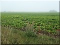 TF7841 : Sugar beet field, southern edge of Brancaster civil parish by Christine Johnstone