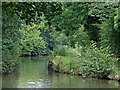 Macclesfield Canal near Shores Clough in Cheshire