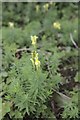 Common Toadflax