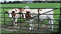 Cattle near Woodhouse Farm