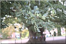 SK9237 : Oak Leaves by Bob Harvey
