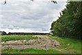 Coney Weston: Chalk Pit Plantation