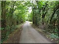 Hadzor Lane through Dell Wood