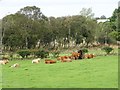 NZ1153 : Beef Cattle near Elm Park by Robert Graham