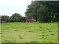 Horses grazing at Gwaenfynydd farm