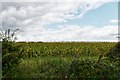 Troston, New Road: Maize crop