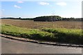 Fields by Stevenage Road