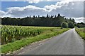 Great Livermere: Maize crop in Bury Road with large wood beyond