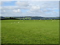 Sheep grazing near Woodhouse Farm