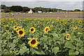 TL1932 : Sunflowers at Hitchin Lavender by Christine Matthews