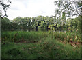 TL2171 : Wildlife lake, Hinchingbrooke Country Park by Hugh Venables