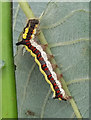 Grey Dagger Moth (Acronicta psi) caterpillar in Saltney Ferry