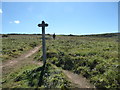 Footpath junction below the farm campsite south of Abereiddi in August