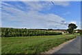 Bardwell: Maize crop