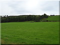 Grazing towards Cockhill Low Wood