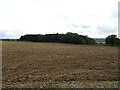 Field towards West Plantation