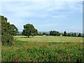 Cheshire pasture north-west of Bosley