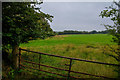 Witheridge : Grassy Field