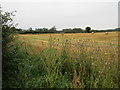 Thistles and stubble field near Salmonby