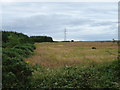 Grassland beside woodland