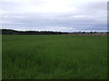 Grassland near Bilbo