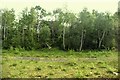 Open space and trees by railway line