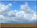 Wheatfield with clouds ? 1