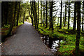 Path at Lough Macrory