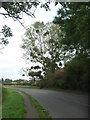 Some mistletoe in September