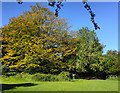 Trees on Beverley Westwood