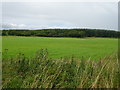 Grassland and woodland near Peterhead