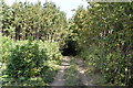 Footpath, Hoath Wood