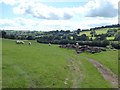 Field with sheep in the Monnow valley