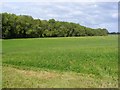 Clover field, Sarsden