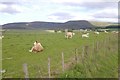 Cattle, Glen Livet