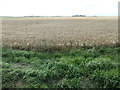 TF3319 : Barley field, west of Grange Farm by Christine Johnstone