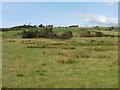 Rough pasture at Pillhead