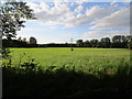 TF7223 : Field by Manor Farm, Congham by Jonathan Thacker