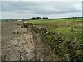 Old wall off Mortimer Road, Penistone